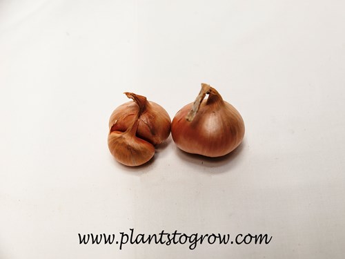 Allium cepa aggeratum 'Matador Shallot'
Very similar to onion but much smaller, it seems to have a more compressed flesh and a milder taste, but it will still cause your eyes to water up.